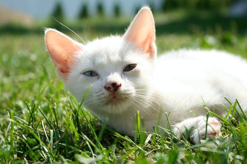 白猫的选择性聚焦摄影 · 免费素材图片