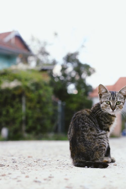 猫坐在地上的浅焦点摄影 · 免费素材图片