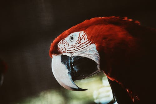 红白鹦鹉 · 免费素材图片