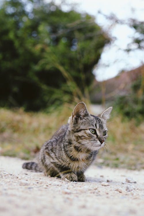 棕色虎斑猫在灰色的表面上 · 免费素材图片