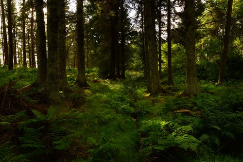 绿色森林摄影 · 免费素材图片
