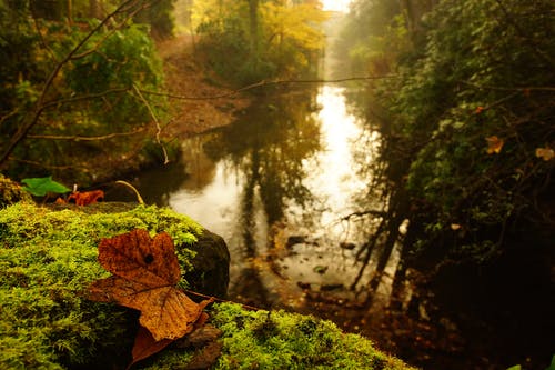 溪流附近的岩石上的棕色枫叶 · 免费素材图片