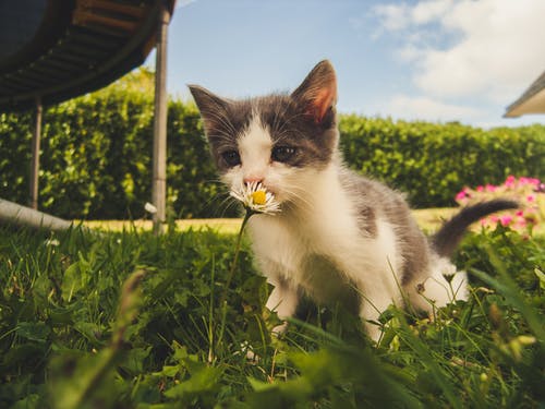 白色和灰色的小猫闻到白色雏菊花 · 免费素材图片