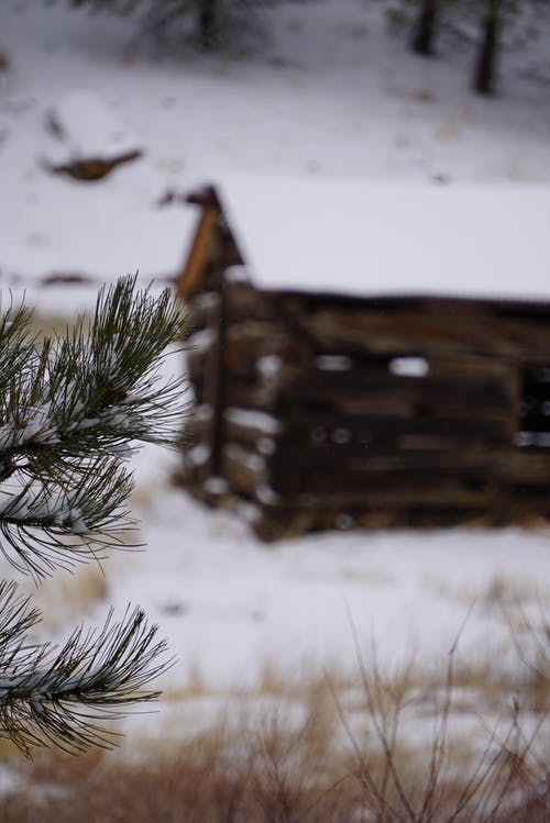 诺福克松树叶的宏观摄影 · 免费素材图片