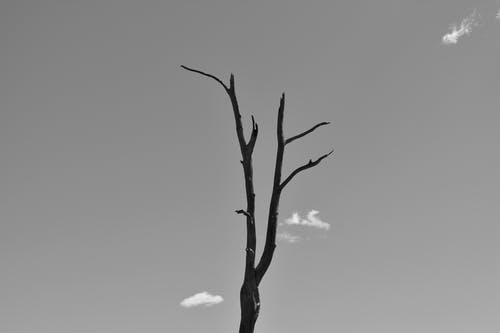 无叶树的单色照片 · 免费素材图片