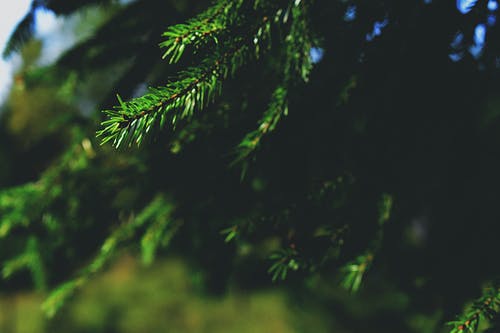 绿叶树 · 免费素材图片
