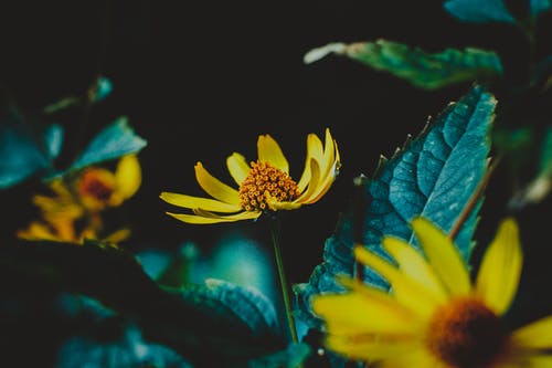 黄花的选择性摄影 · 免费素材图片