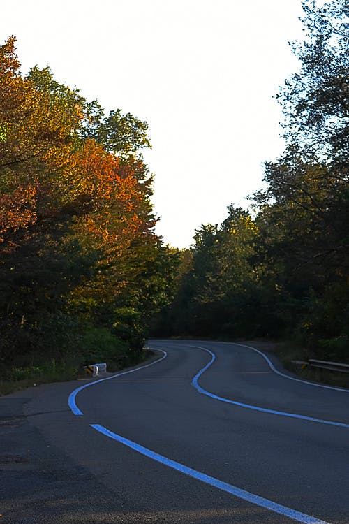 Dayimer期间绿叶树木之间的道路 · 免费素材图片