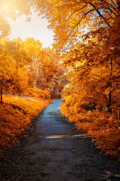 秋季树林间路径的照片 · 免费素材图片