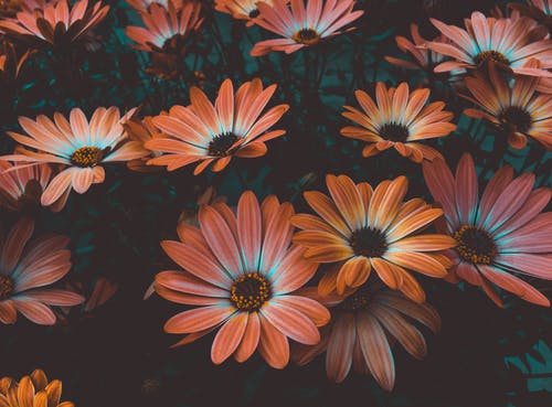 雏菊花的照片 · 免费素材图片