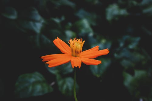 橙花的特写照片 · 免费素材图片