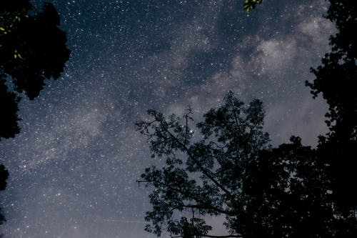 晴朗的夜空下的树木剪影 · 免费素材图片