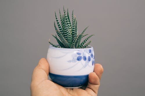 斑马芦荟植物与白色和蓝色的陶瓷花瓶 · 免费素材图片