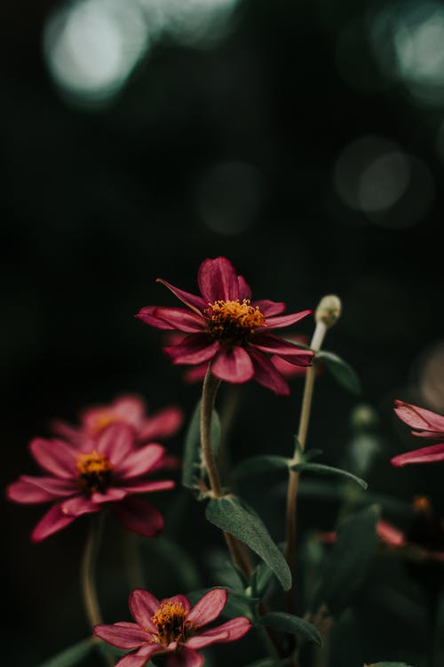 紫色的小花的特写照片 · 免费素材图片