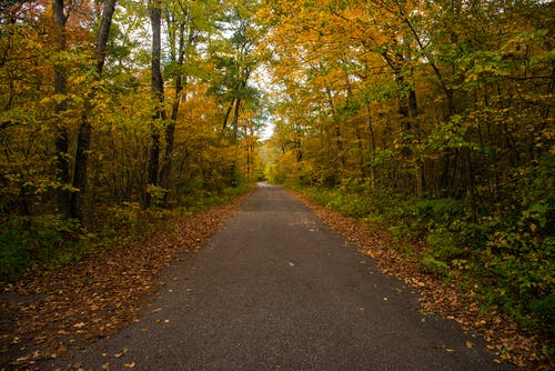 树木之间的道路照片 · 免费素材图片