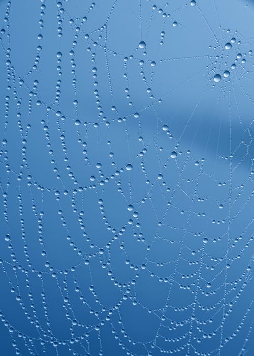 水滴蜘蛛网 · 免费素材图片