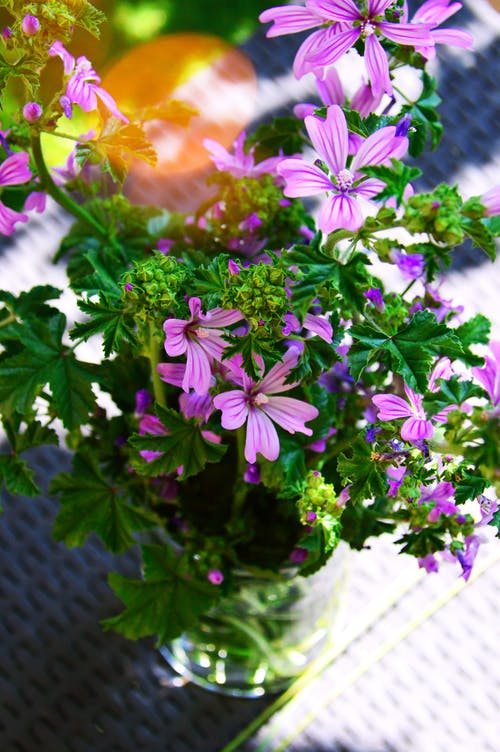 粉色花瓣花卉植物 · 免费素材图片