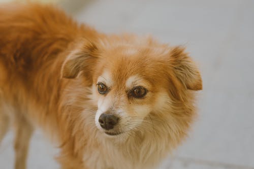 长毛棕狗的选择性聚焦摄影 · 免费素材图片