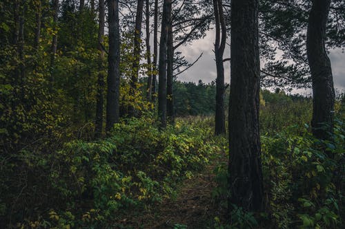 绿色森林步道 · 免费素材图片