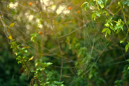 在绿色的树叶上形成的蜘蛛网 · 免费素材图片