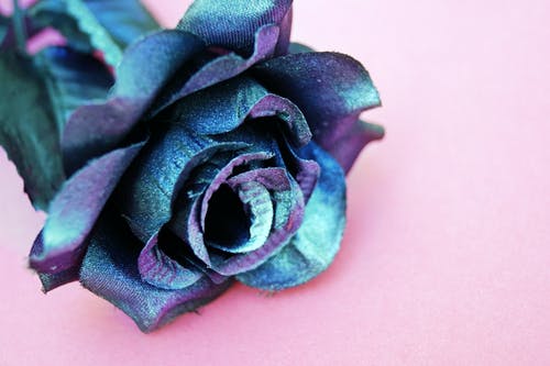 粉红色的表面上的蓝色和紫色丝绸玫瑰花朵 · 免费素材图片