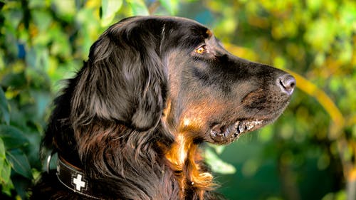 戈登塞特犬的选择性聚焦摄影 · 免费素材图片