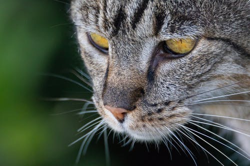 灰色虎斑猫 · 免费素材图片