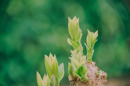 绿色植物浅焦点摄影 · 免费素材图片