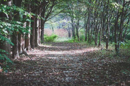 森林之路 · 免费素材图片