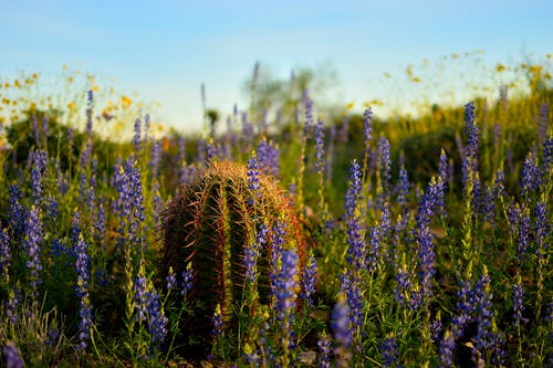 仙人掌在紫色的薰衣草花床上的选择性聚焦照片 · 免费素材图片