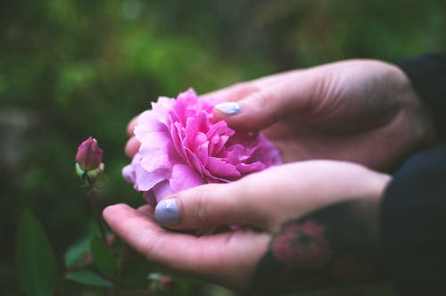 拿着粉红色的花朵的人的特写照片 · 免费素材图片