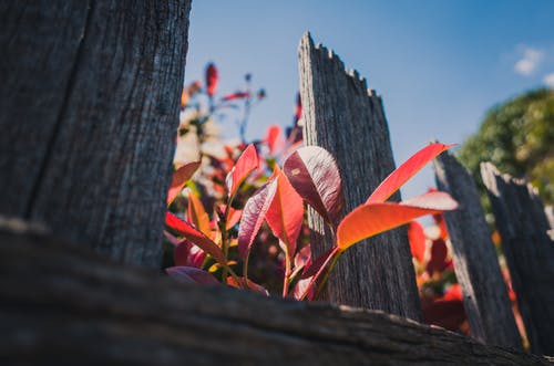红叶植物的低角度照片 · 免费素材图片