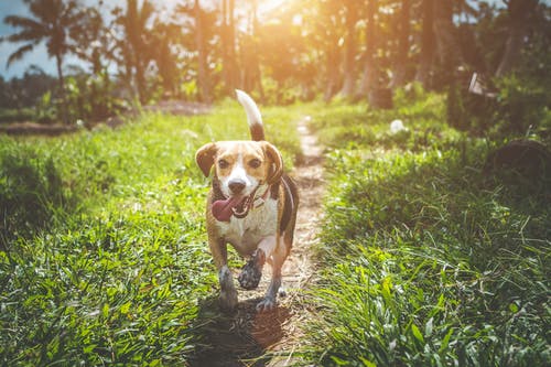 在草地上行走的成年小猎犬 · 免费素材图片