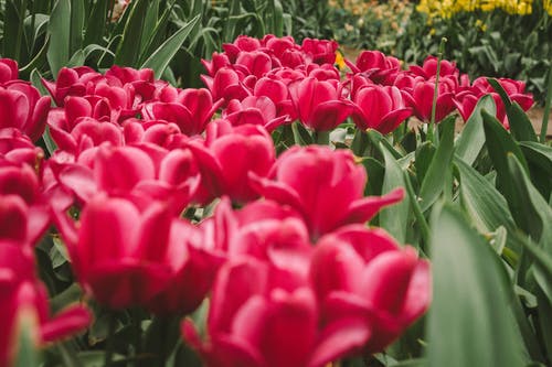 粉色的花的选择性焦点照片 · 免费素材图片