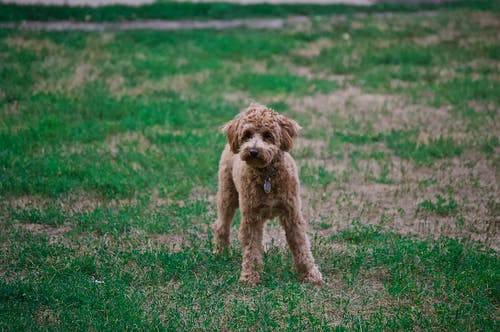 贵宾犬在草地上的照片 · 免费素材图片