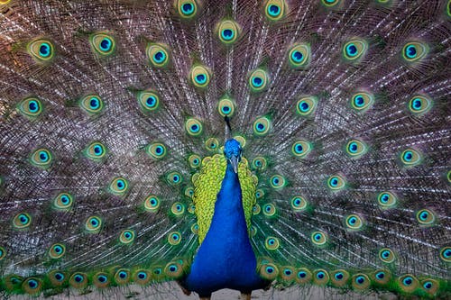 蓝色和绿色的孔雀 · 免费素材图片