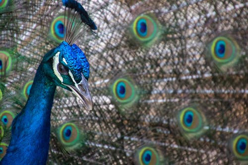 蓝色和绿色的孔雀特写摄影 · 免费素材图片