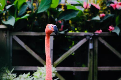 美国火烈鸟的选择性聚焦照片 · 免费素材图片