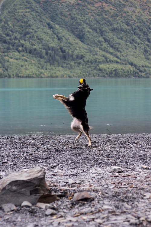 成人黑和棕褐色的德国牧羊犬在水附近玩球 · 免费素材图片