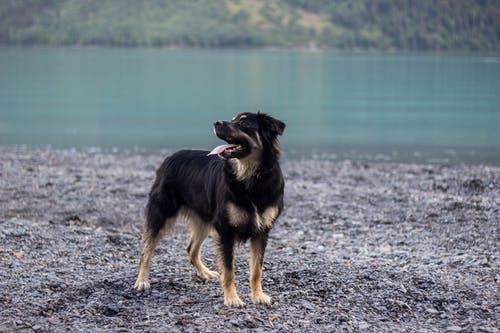 成人黑和棕褐色的德国牧羊犬在焦点照片 · 免费素材图片