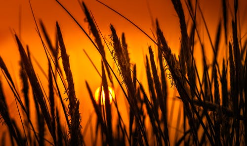 小麦植物的剪影照片 · 免费素材图片