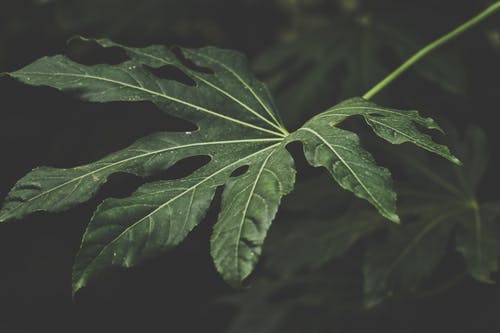 绿叶植物聚焦摄影 · 免费素材图片
