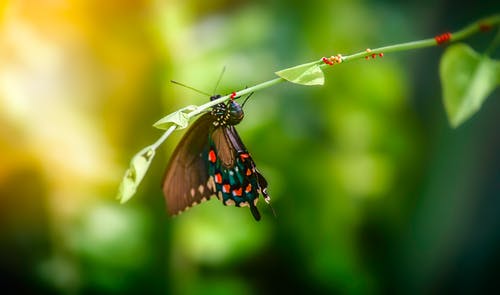 一只蝴蝶的特写照片 · 免费素材图片
