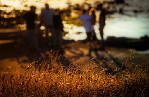 草地的选择性聚焦摄影 · 免费素材图片