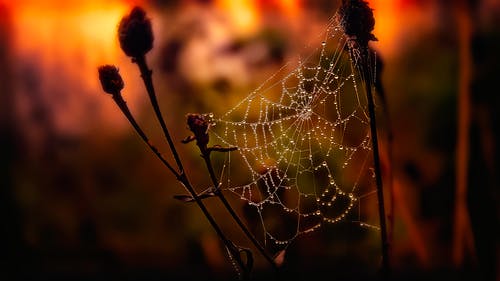 蜘蛛网的选择性聚焦摄影 · 免费素材图片