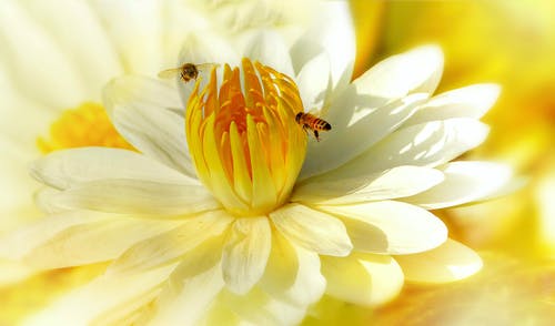 蜜蜂在花上的微距摄影 · 免费素材图片