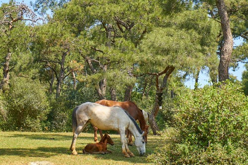 白色和棕色的马吃草 · 免费素材图片