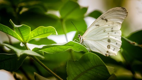 白蝴蝶栖息在绿叶上 · 免费素材图片