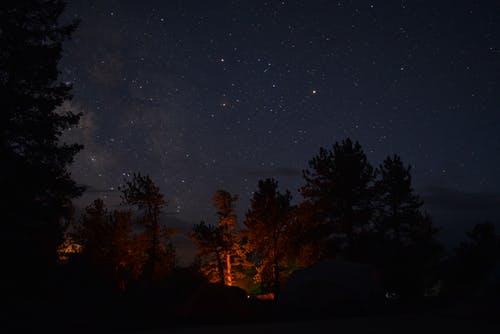 夜间树木剪影 · 免费素材图片