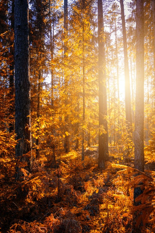 日落森林 · 免费素材图片